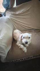 Found/Stray Male Dog last seen Rosecrans and acacia, Compton, CA 90220