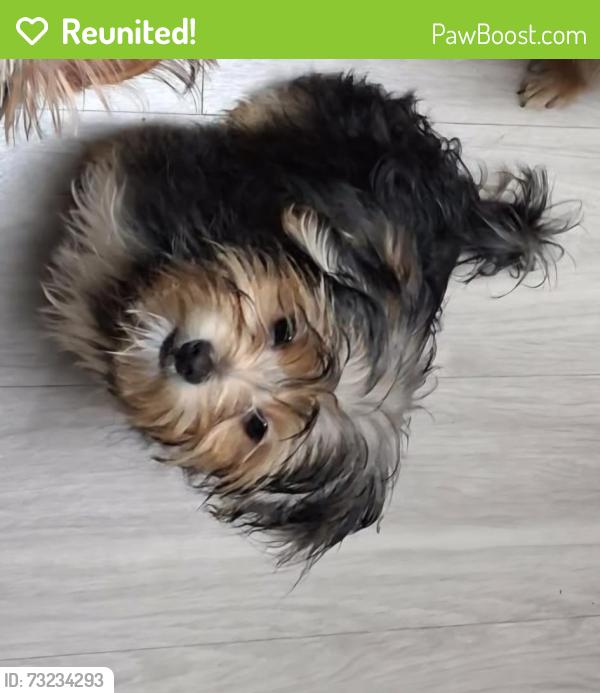 Reunited Male Dog last seen West normandale st, Fort Worth, TX 76116