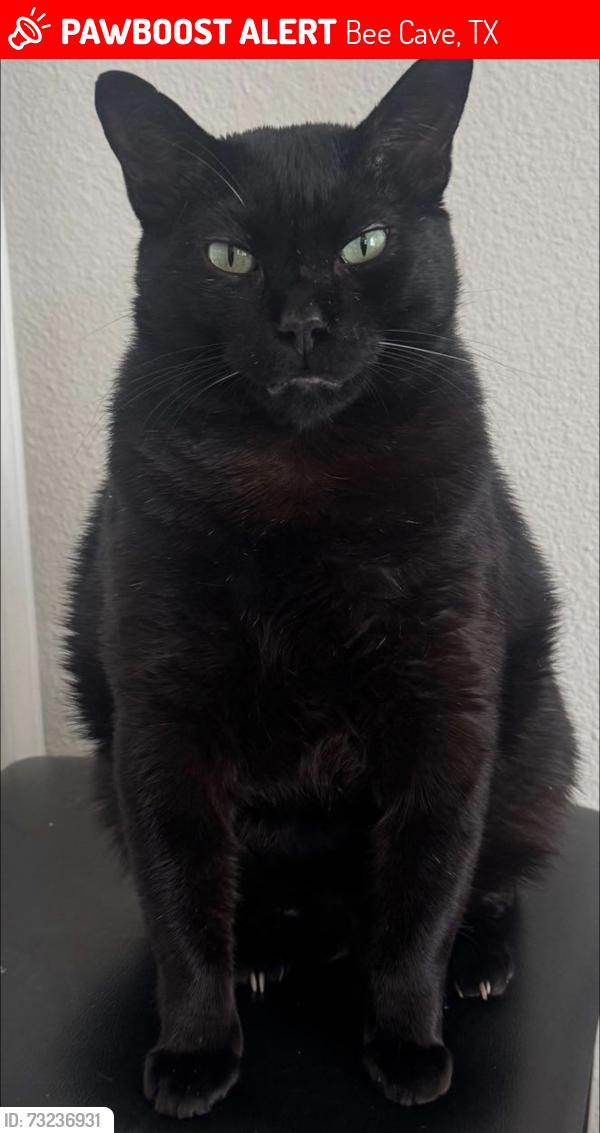 Lost Male Cat last seen HEB Bee Cave, Bee Cave, TX 78738