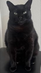 Lost Male Cat last seen HEB Bee Cave, Bee Cave, TX 78738