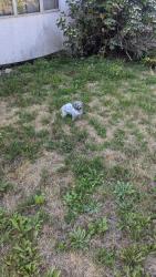 Found/Stray Female Dog last seen Near Yarrow place, Burnaby, BC V3N 4W2