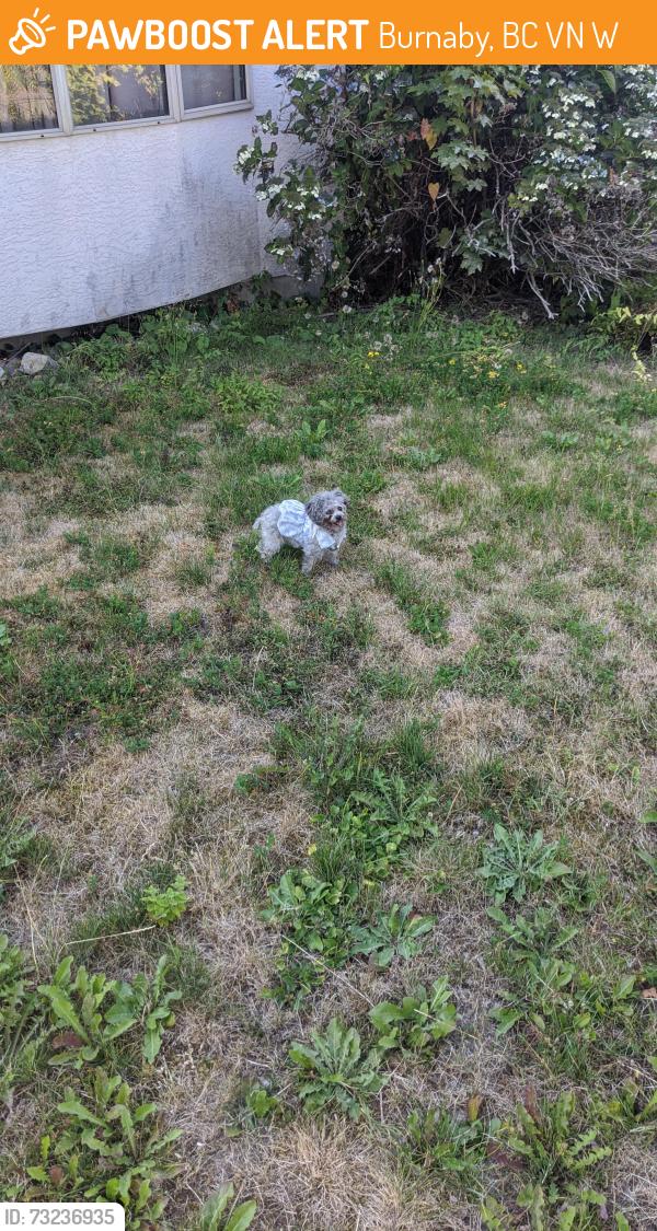 Found/Stray Female Dog last seen Near Yarrow place, Burnaby, BC V3N 4W2