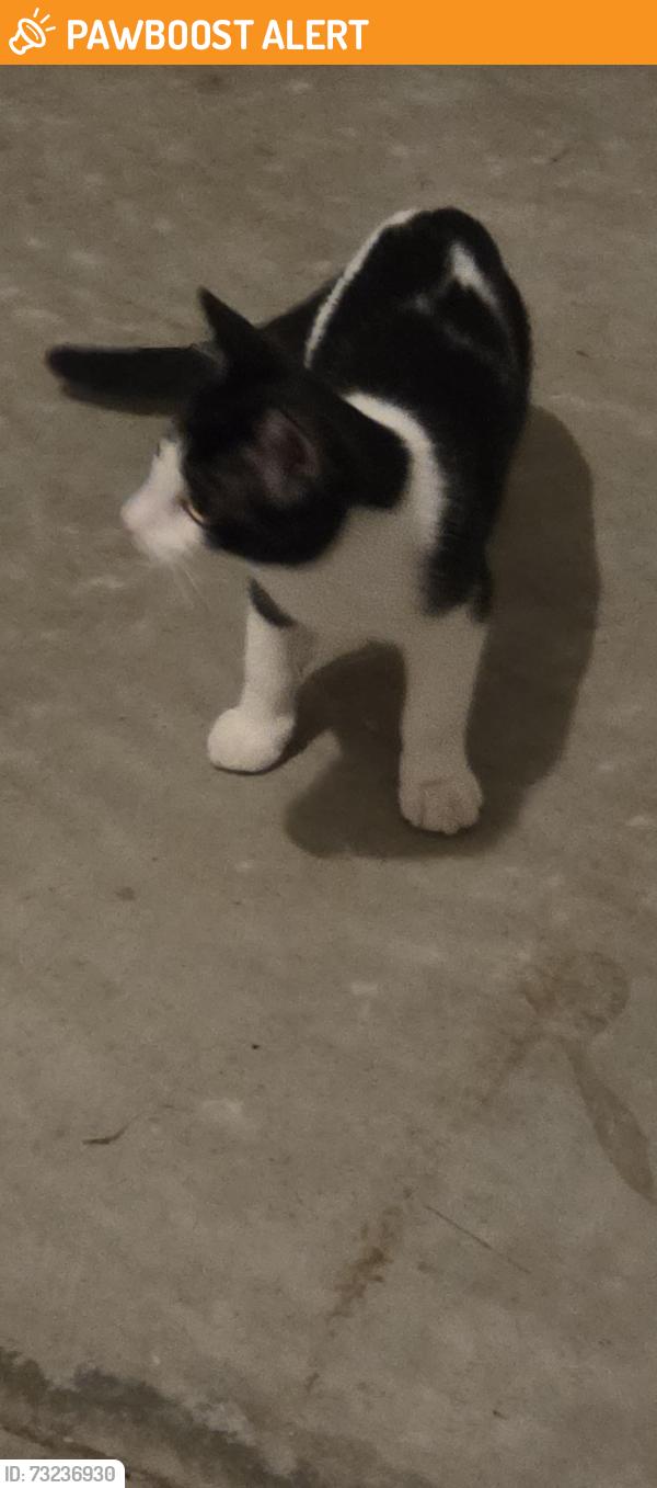 Found/Stray Unknown Cat last seen Chesnut street east, St. Catharines, ON L2T 1G6