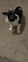 Found/Stray Unknown Cat last seen Chesnut street east, St. Catharines, ON L2T 1G6