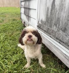 Reunited Female Dog last seen NW 14TH ST & NW 4 TH AVE hmstd, FL 33030, Homestead, FL 33030