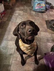 Lost Male Dog last seen Near Lost Creek Rd, Genoa, WV 25517