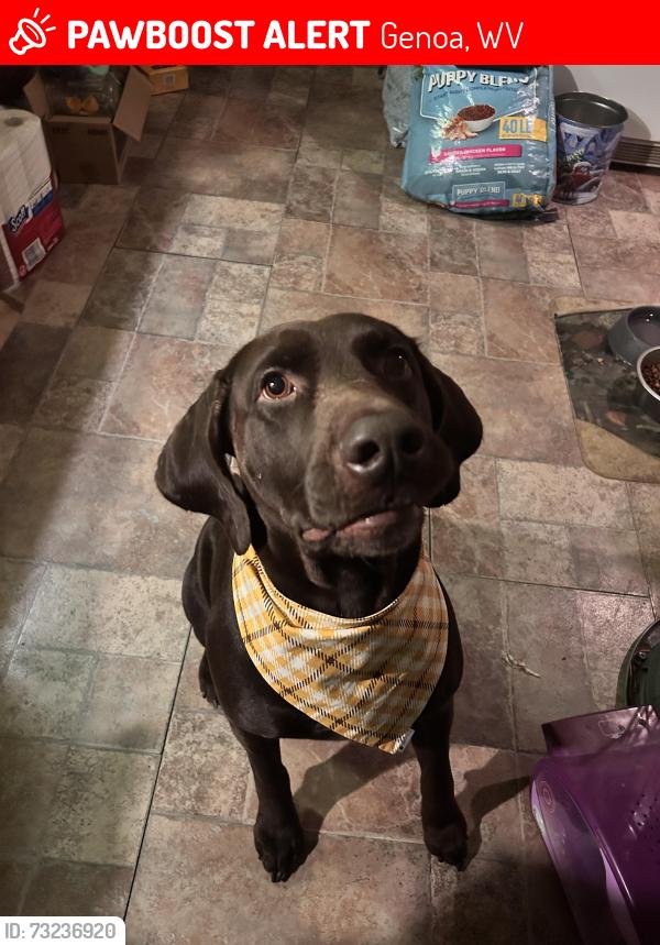 Lost Male Dog last seen Near Lost Creek Rd, Genoa, WV 25517