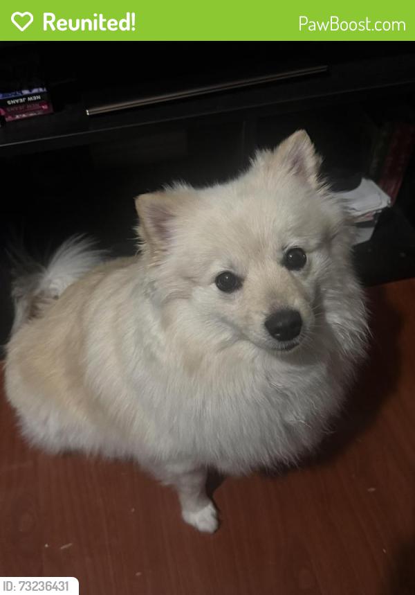 Reunited Female Dog last seen Almeria middle school, Fontana, CA 92336