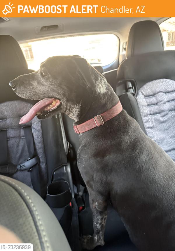 Found/Stray Female Dog last seen Knox and El Dorado, Chandler, Chandler, AZ 85224