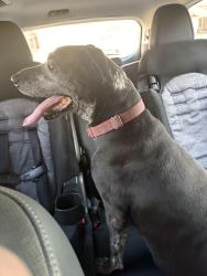 Found/Stray Female Dog last seen Knox and El Dorado, Chandler, Chandler, AZ 85224
