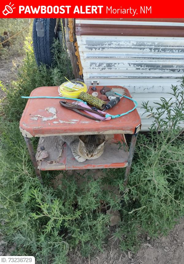 Lost Female Cat last seen Simpson and Indian Hills Road, Moriarty, NM 87035