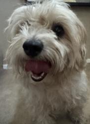 Found/Stray Male Dog last seen Washington & Linn, Las Vegas, NV 89110