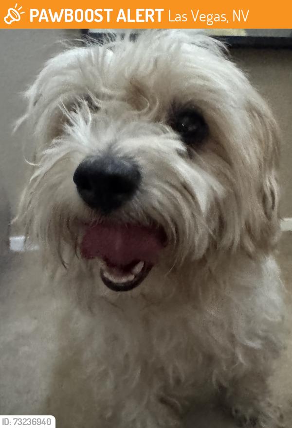 Found/Stray Male Dog last seen Washington & Linn, Las Vegas, NV 89110