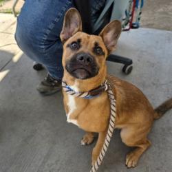 Shelter Stray Male Dog last seen Near BLK CHERRY AVE, LONG BEACH, CA 90802, 7700 E Spring St, Long Beach, CA 90815, USA
