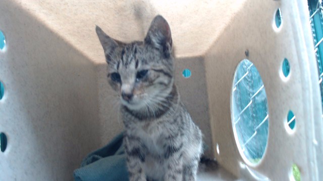 Shelter Stray Female Cat last seen , 11258 Garfield Ave, Downey, CA 90242, USA