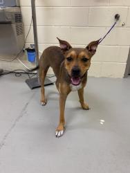 Shelter Stray Male Dog last seen , 232 Eslinger Way, Sanford, FL 32773, USA
