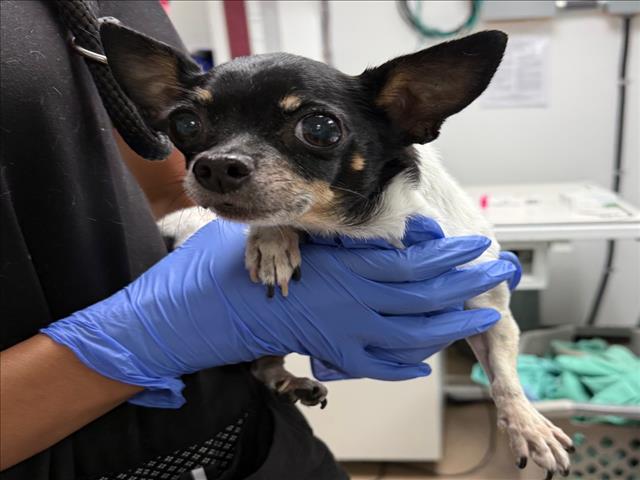 Shelter Stray Female Dog last seen , 14409 Vanowen St, Van Nuys, CA 91405, USA