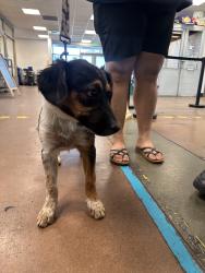 Shelter Stray Unknown Dog last seen , 14409 Vanowen St, Van Nuys, CA 91405, USA