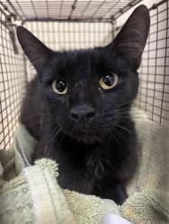 Shelter Stray Female Cat last seen JOLA CIR & DETROIT BLVD, 2127 Front St, Sacramento, CA 95818, USA