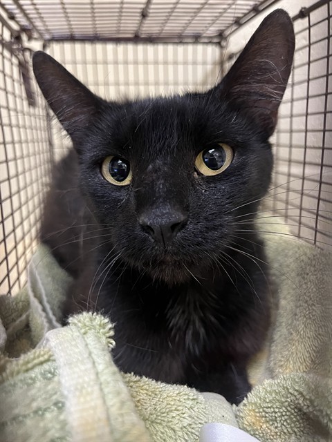 Shelter Stray Female Cat last seen JOLA CIR & DETROIT BLVD, 2127 Front St, Sacramento, CA 95818, USA