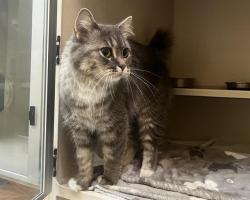 Shelter Stray Female Cat last seen Near BLOCK SHERIDAN BLVD, LAKEWOOD, CO 80226, 1241 W Bayaud Ave, Denver, CO 80223, USA