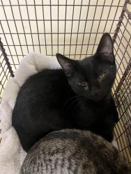 Shelter Stray Male Cat last seen JOLA CIR & DETROIT BLVD, 2127 Front St, Sacramento, CA 95818, USA