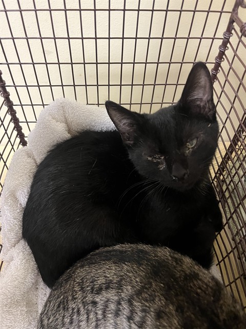 Shelter Stray Male Cat last seen JOLA CIR & DETROIT BLVD, 2127 Front St, Sacramento, CA 95818, USA