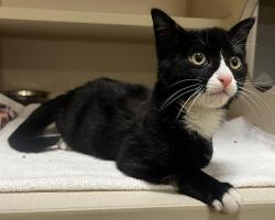 Shelter Stray Male Cat last seen Near BLOCK W BAYAUD AVE DENVER CO 80223, 1241 W Bayaud Ave, Denver, CO 80223, USA