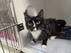 Shelter Stray Female Cat last seen Near BLOCK INTERNATIONAL BLVD, SEATAC WA 98188, 21615 64th Ave S, Kent, WA 98032, USA