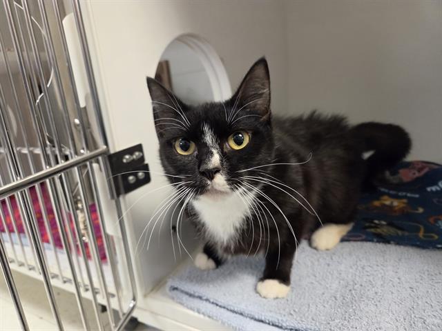 Shelter Stray Female Cat last seen Near BLOCK INTERNATIONAL BLVD, SEATAC WA 98188, 21615 64th Ave S, Kent, WA 98032, USA