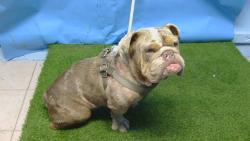 Shelter Stray Male Dog last seen , 216 W Victoria St, Gardena, CA 90248, USA