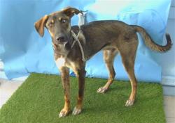 Shelter Stray Male Dog last seen , 216 W Victoria St, Gardena, CA 90248, USA