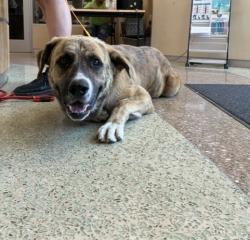 Shelter Stray Male Dog last seen BELLEGRAVE AVE/ VAN BUREN BOULEVARD JURUPA VALLEY, CA 92509, 6851 Van Buren Boulevard, Jurupa Valley, CA 92509, USA