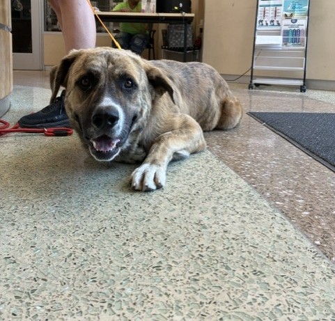 Shelter Stray Male Dog last seen BELLEGRAVE AVE/ VAN BUREN BOULEVARD JURUPA VALLEY, CA 92509, 6851 Van Buren Boulevard, Jurupa Valley, CA 92509, USA