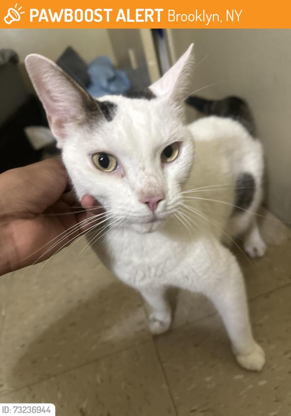 Found/Stray Unknown Cat last seen Near 433 Dekalb Avenue, Brooklyn, NY 11205