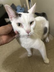 Found/Stray Unknown Cat last seen Near 433 Dekalb Avenue, Brooklyn, NY 11205