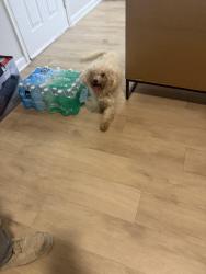Found/Stray Female Dog last seen Souther oaks apmt, Dallas, TX 75216