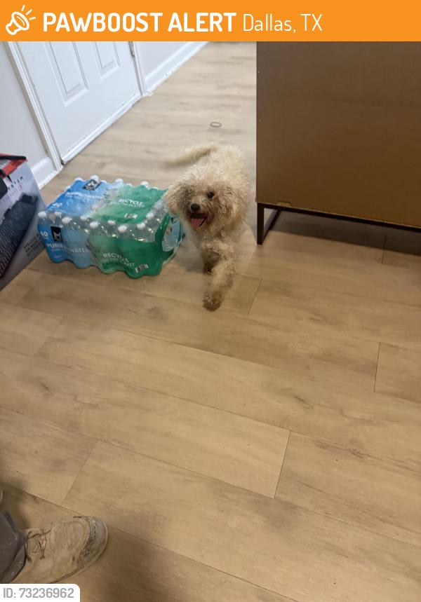 Found/Stray Female Dog last seen Souther oaks apmt, Dallas, TX 75216
