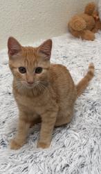 Reunited Female Cat last seen 11th and Arizona, Santa Monica, CA 90401