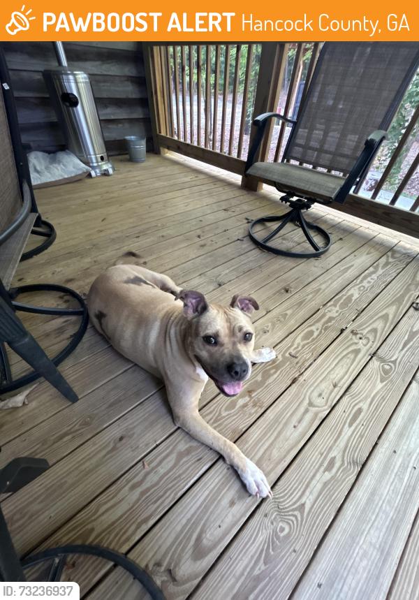 Found/Stray Unknown Dog last seen Frank Hyman and Barnes Rd, Hancock County, GA 31087
