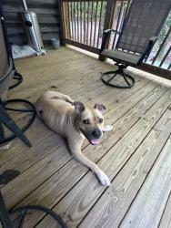 Found/Stray Unknown Dog last seen Frank Hyman and Barnes Rd, Hancock County, GA 31087