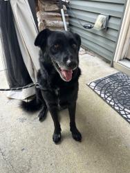 Found/Stray Female Dog last seen Near TN-109, Lebanon, TN 37090, Lebanon, TN 37090