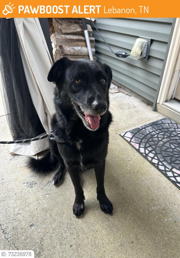 Found/Stray Female Dog last seen Near TN-109, Lebanon, TN 37090, Lebanon, TN 37090