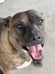 Reunited Female Dog last seen Campbell drive by the Home Depot, Homestead, FL 33033