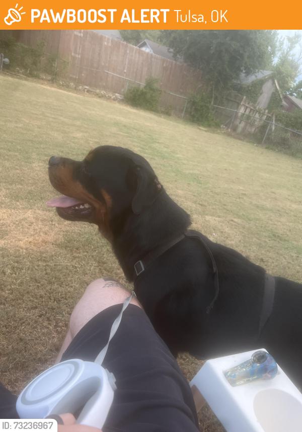Found/Stray Male Dog last seen Neighborhood off 27th and 129th, Tulsa, OK 74134