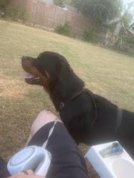 Found/Stray Male Dog last seen Neighborhood off 27th and 129th, Tulsa, OK 74134