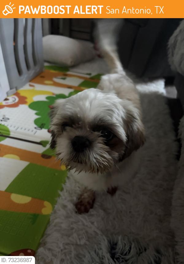 Found/Stray Male Dog last seen Soothing creek 78244, San Antonio, TX 78244