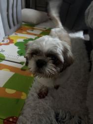 Found/Stray Male Dog last seen Soothing creek 78244, San Antonio, TX 78244