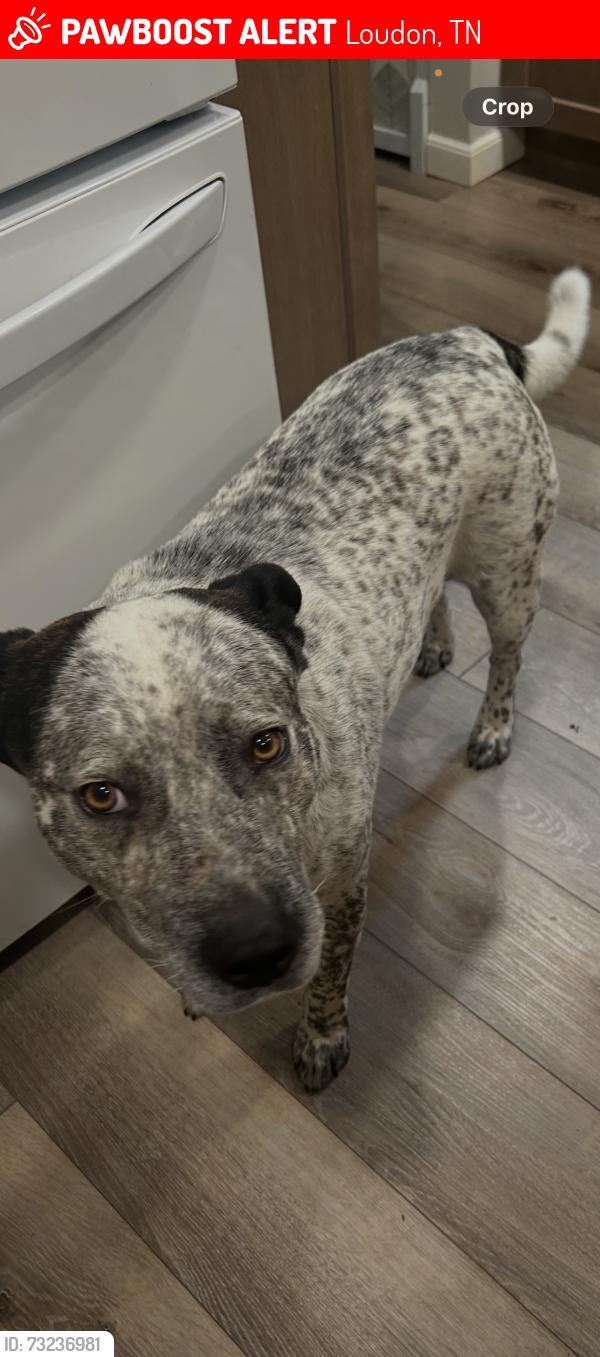 Lost Male Dog last seen Off interstate 75 south/Sugar limb exit, Loudon, TN 37774