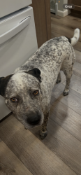 Lost Male Dog last seen Off interstate 75 south/Sugar limb exit, Loudon, TN 37774